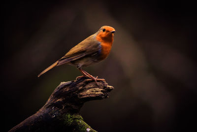 Close-up of bird perching on branch