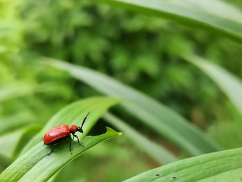 Close-up of ladybug on leaf