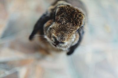 Close-up of honey bee