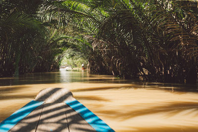 Blurred motion of palm trees in forest