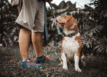 Low section of person with dog