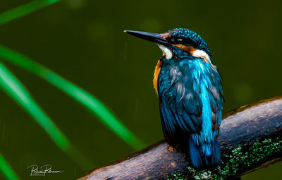 Bird perching on wood