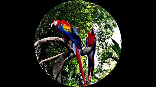 Close-up of parrot perching on tree against black background