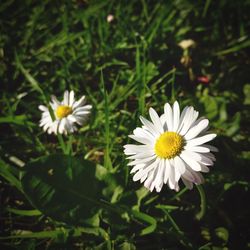 Close-up of white daisy flowers