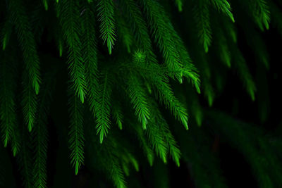 Close-up of fern leaves