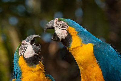 Close-up of gold and blue macaws