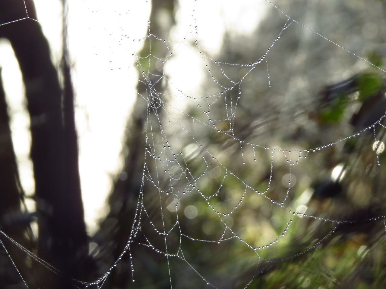 CLOSE-UP OF WET SPIDER WEB