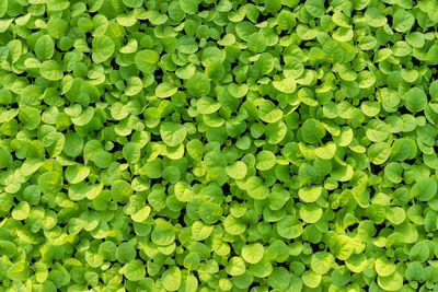 Full frame shot of green leaves