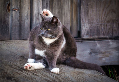 Cat looking away while sitting on table