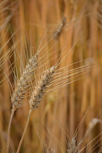 Closeup of ears of golden wheat on the field