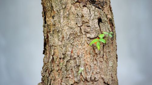 Close-up of lizard on tree trunk against sky