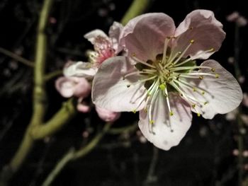 Close-up of flowers blooming outdoors