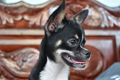 Close-up of dog looking away at home