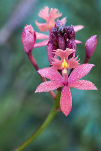 Pink fire-star orchid- epidendrum radicans - with dewy petals - a selective focus macro image. 