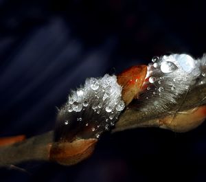 Close-up of flower in water