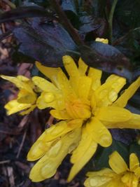 Close-up of yellow flower