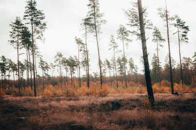 Trees on field against sky
