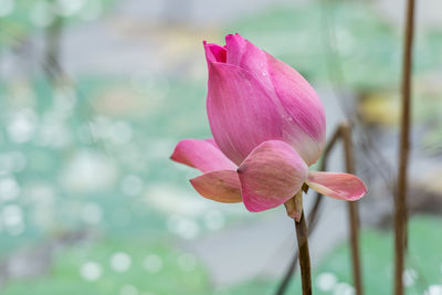 Single pink lotus flower blooming at park	