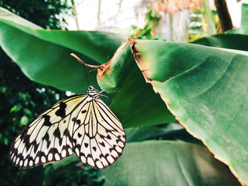 Close-up of butterfly on leaf