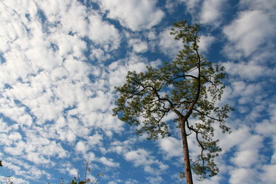 Low angle view of tree against sky