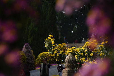 View of yellow flowering plants against blurred background