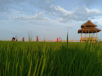 Scenic view of agricultural field against sky
