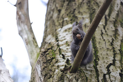 Low angle view of squirrel on tree trunk