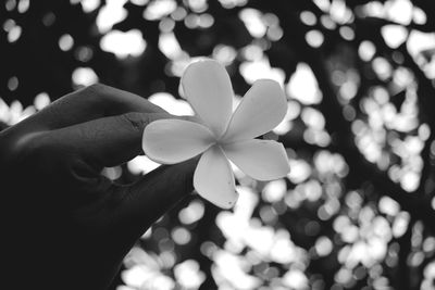 Close-up of hand holding flowering plant against blurred background