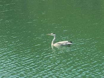 High angle view of duck swimming in lake