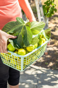 Person holding a basket full of freshly picked figs in the countryside