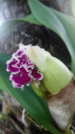 Close-up of flowers