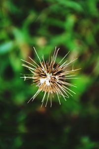 Close-up of dandelion
