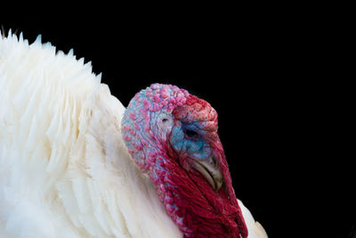 Close-up of a bird