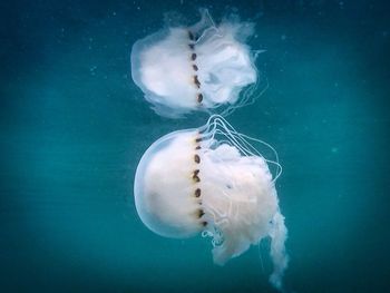 Close-up of jellyfish swimming in sea