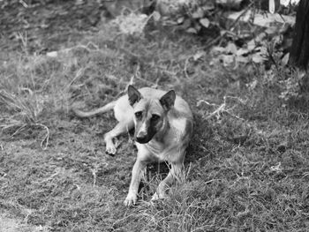 Portrait of dog on field