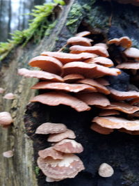 Close-up of mushrooms growing on tree