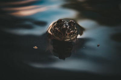 Close-up of jellyfish swimming in sea