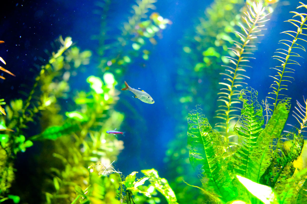 VIEW OF FISH SWIMMING UNDERWATER