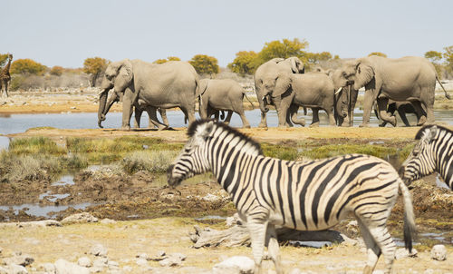 Elephants in the etosha national park namibia south africa