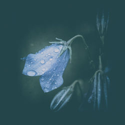 Close-up of water on flower