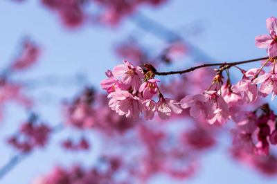 Close-up of pink cherry blossoms in spring