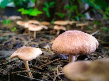 Close-up of mushroom growing on field