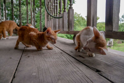 Cats on footpath