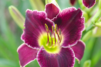 Close-up of pink flower