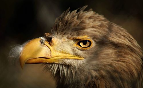 Close-up of a bird looking away