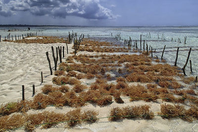 Wooden posts on beach against sky