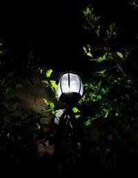 Low angle view of illuminated tree against black background