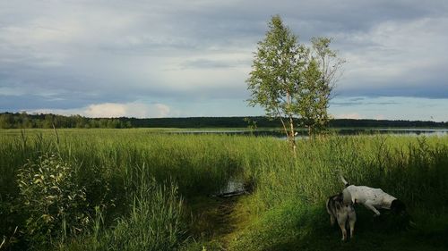 Scenic view of field against cloudy sky