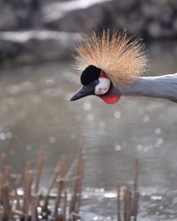 Close-up of bird in lake