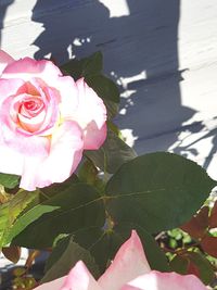 Close-up of pink rose flower